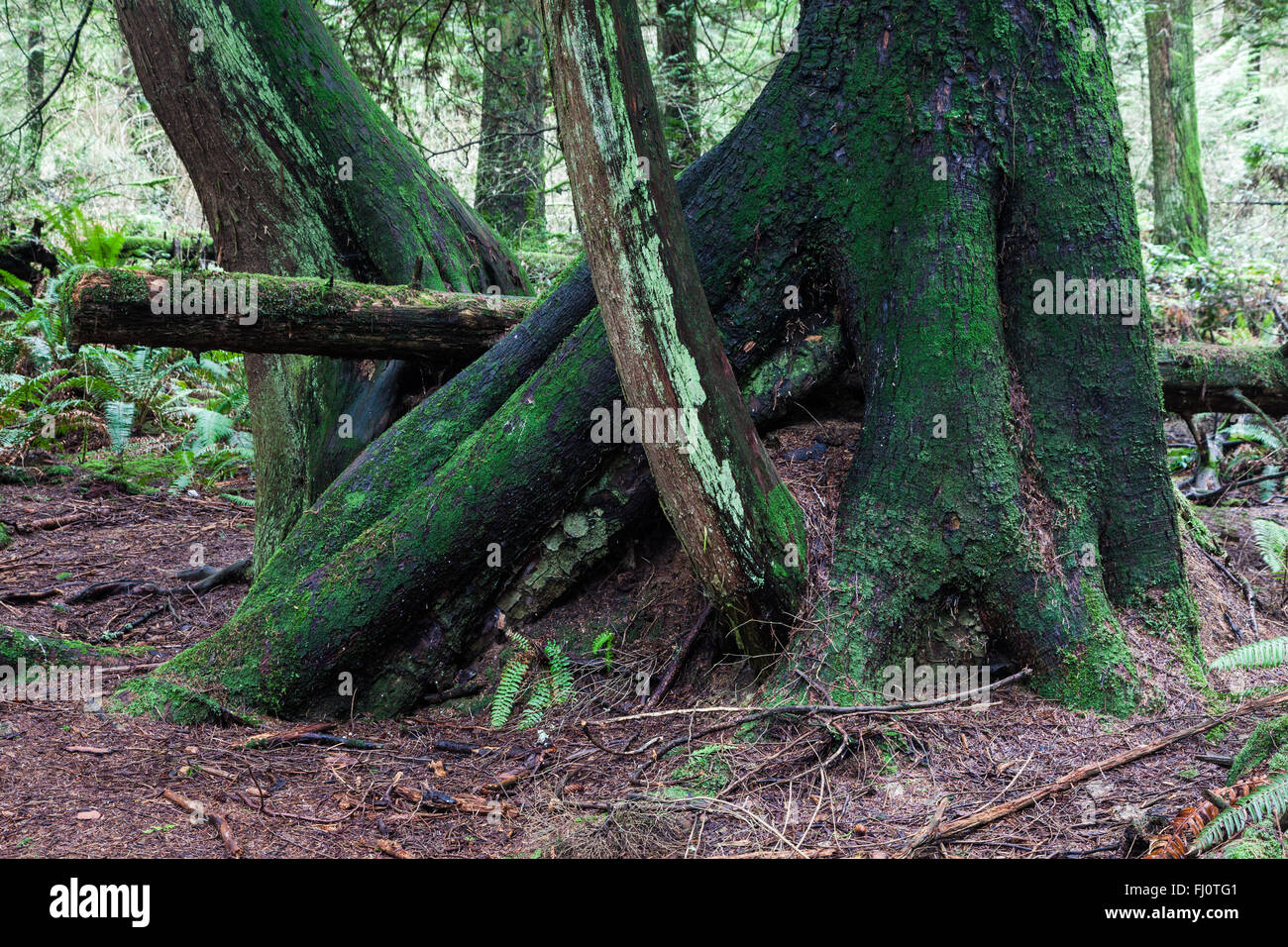 Bäume wachsen aus den Überresten eines faulenden Baumstamm in einem gemäßigten Regenwald Stockfoto