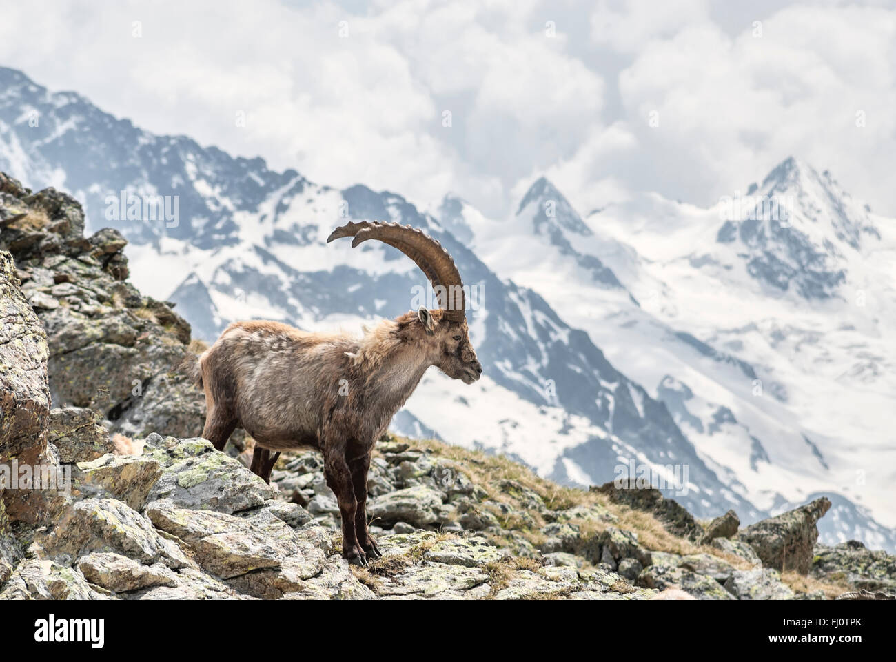 Single Alpine Ibex vor Bernina Range, Schweizer Alpen, Schweiz Stockfoto