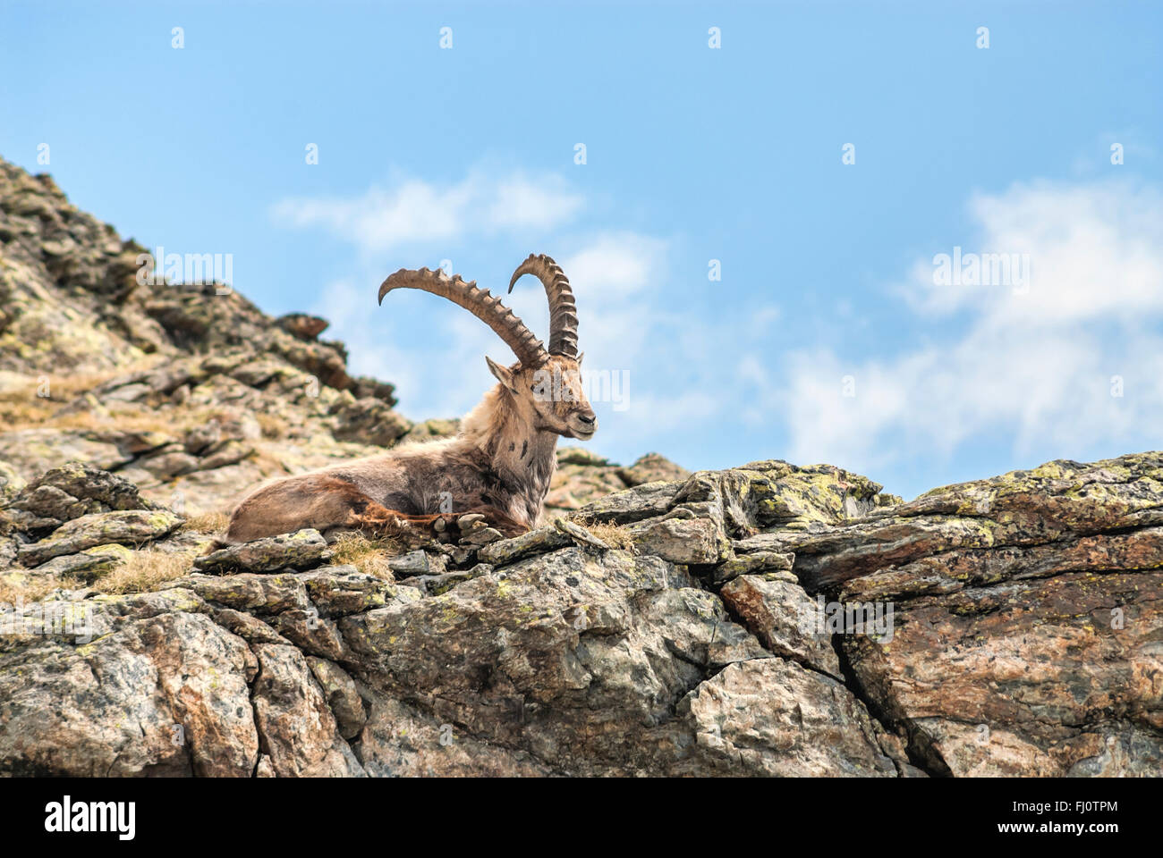 Single Alpine Ibex in den Schweizer Alpen, Schweiz Stockfoto