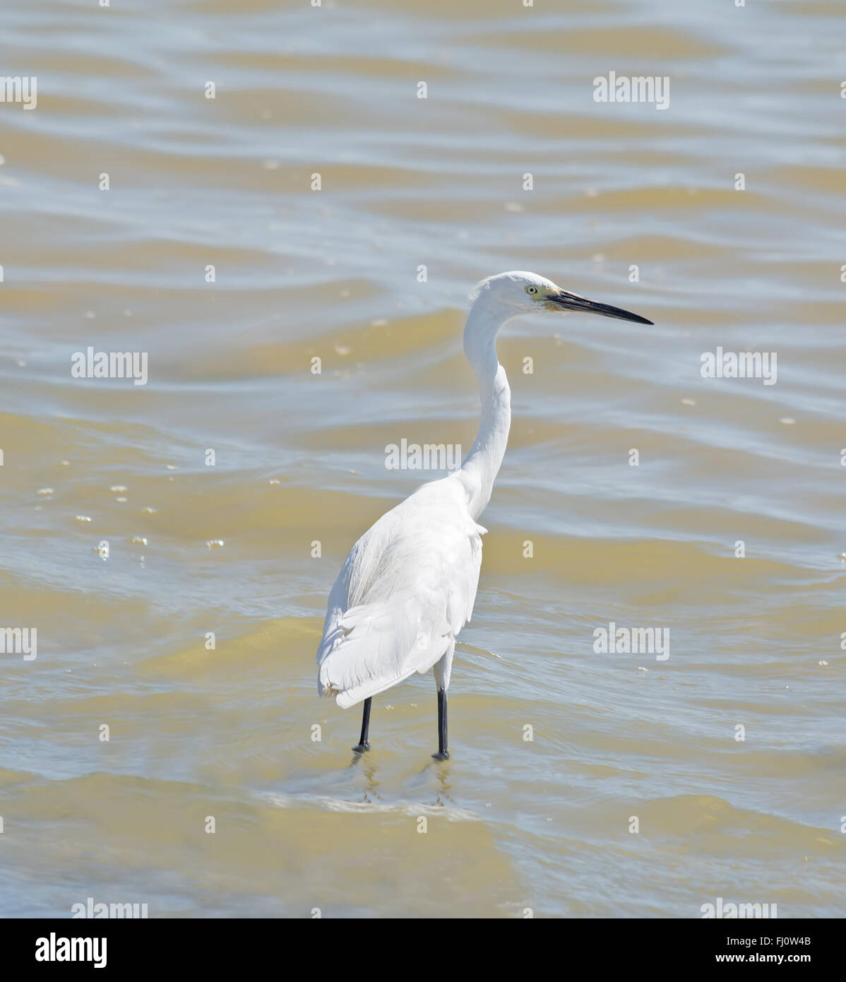 Weißer Reiher in Molentargius Teich, Sardinien Stockfoto