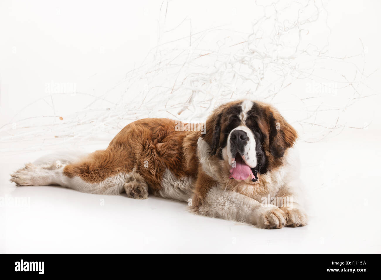 Haustiere Säugetier Hund isoliert Tier Hunde Hintergrund weiße sitzen Studio bei Haushunden ein liegender Zunge spielerisch saint bernard Stockfoto