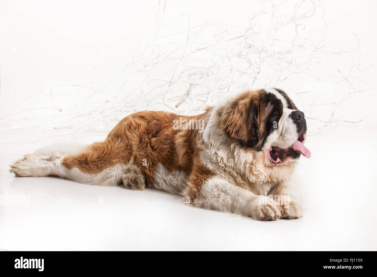 Haustiere Säugetier Hund isoliert Tier Hunde Hintergrund weiße sitzen Studio bei Haushunden ein liegender Zunge spielerisch saint bernard Stockfoto