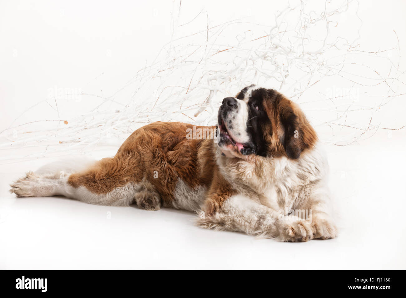 Haustiere Säugetier Hund isoliert Tier Hunde Hintergrund weiße sitzen Studio bei Haushunden ein liegender Zunge spielerisch saint bernard Stockfoto