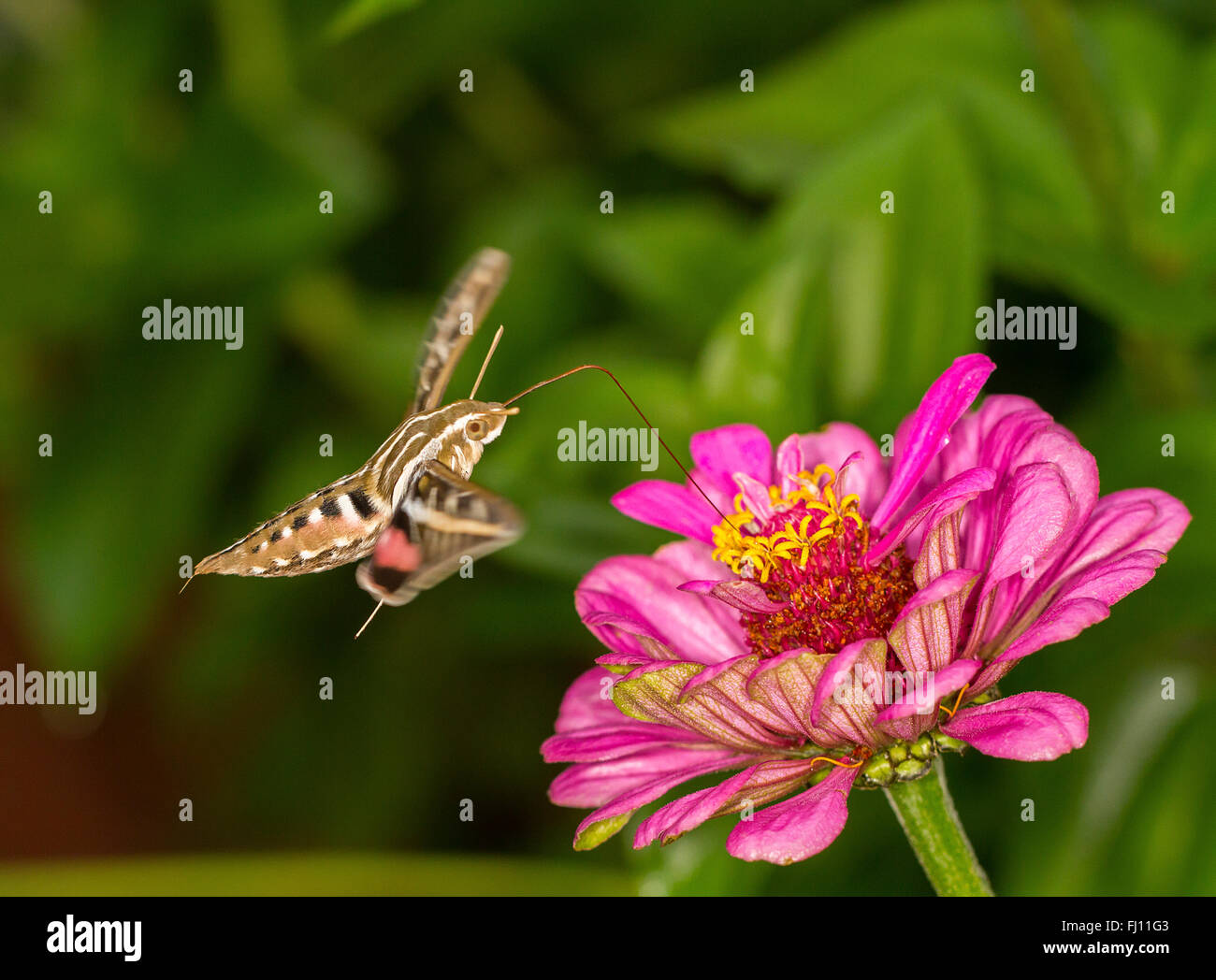 Kolibri Moth Getränke Nektar Stockfoto