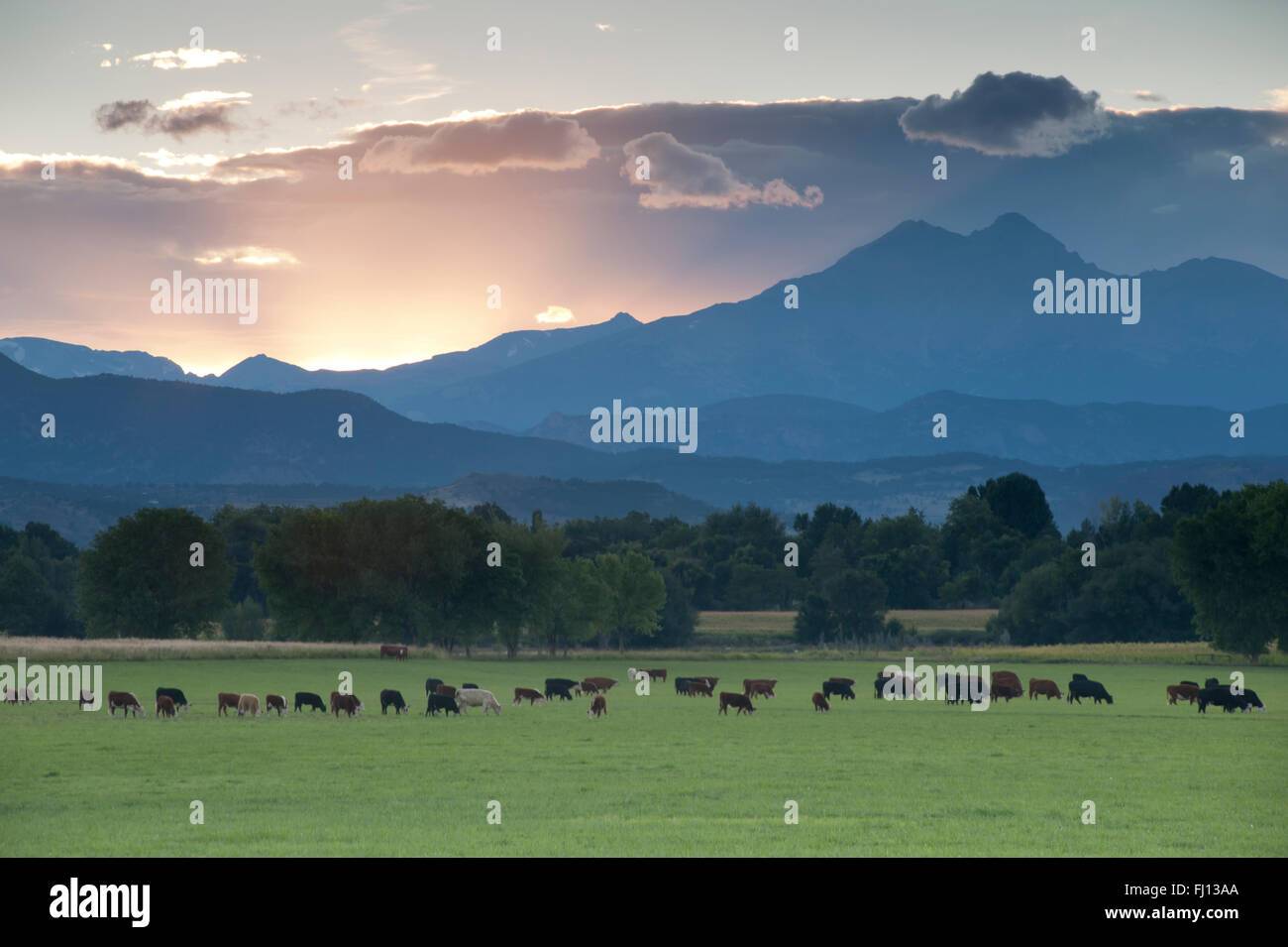 Der heutigen letzten Strahlen des Lichtes zu erreichen über den Horizont hinter Longs Peak in Colorado Rocky Mountains.  Rinder weiden unter Stockfoto Der heutigen letzten Strahlen des Lichtes zu erreichen über den Horizont hinter Longs Peak in Colorado Rocky Mountains.  Rinder weiden unter Stockfoto