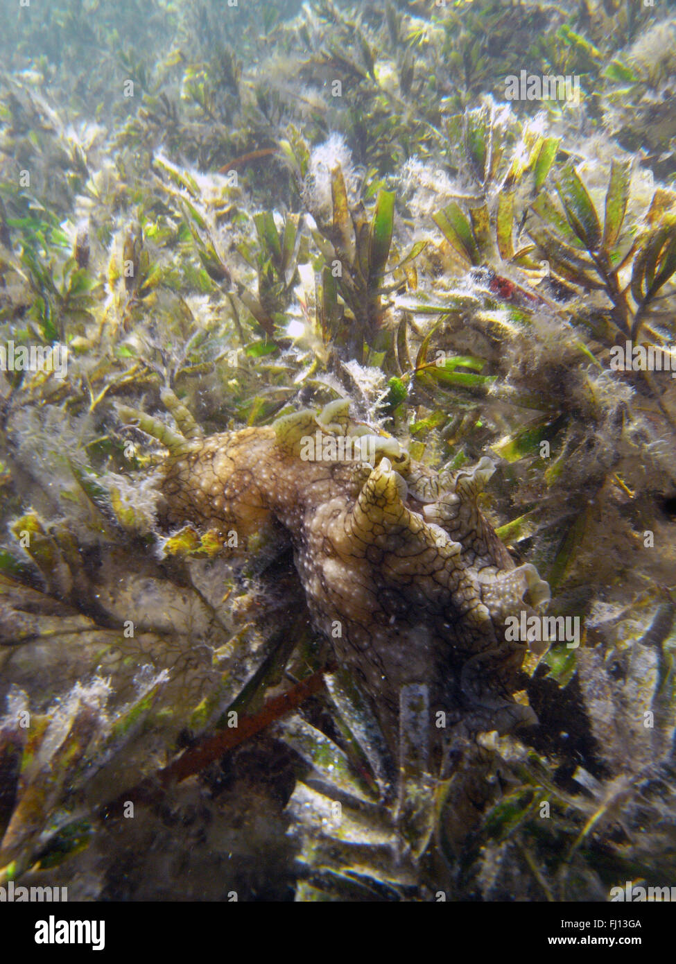 Großen Meer Hasen (Aplysia Dactylomela) extrem gut getarnt auf Seegraswiese (Amphibolus SP.), Rottnest Island, Australien Stockfoto