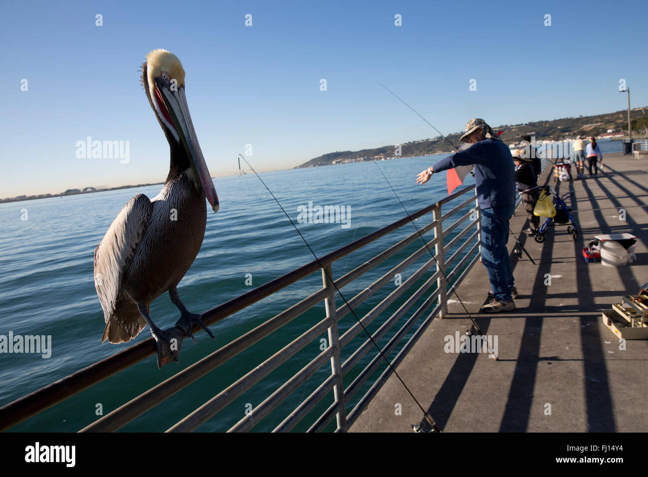 California Brown Pelican auf einem Pier, Shelter Island, San Diego, Kalifornien, USA Stockfoto