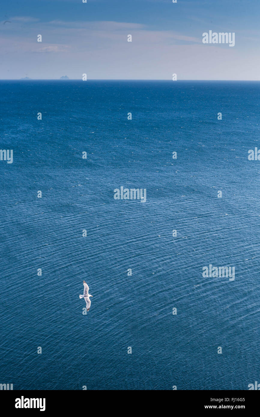 Ruhiges Meer blauer Himmel Wasser Möwe Stockfoto