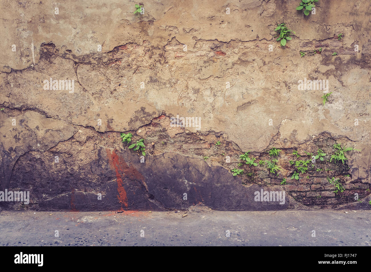 Baum auf alte antike Mauer, Vintage Wand Stockfoto