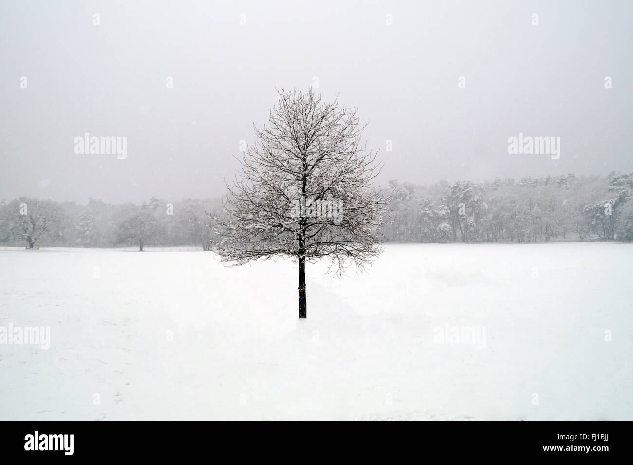 Baum im weißen Winterlandschaft Stockfoto
