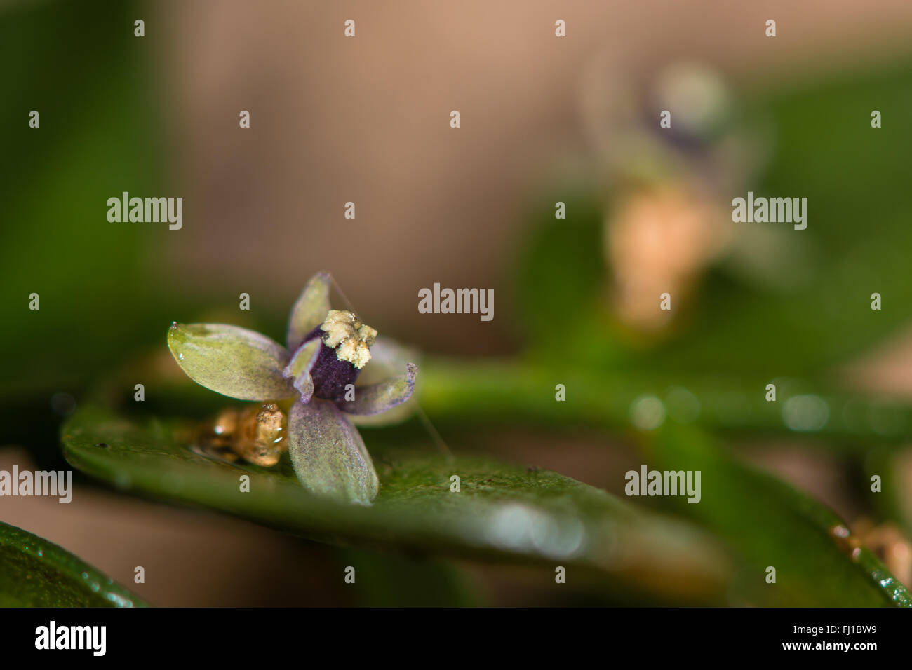 Metzgerei-Besen (Ruscus Aculeatus) in Blüte. Schuppenblätter von diesem niedrigen immergrüner Strauch in der Asparagas-Familie (Asparagaceae) Stockfoto