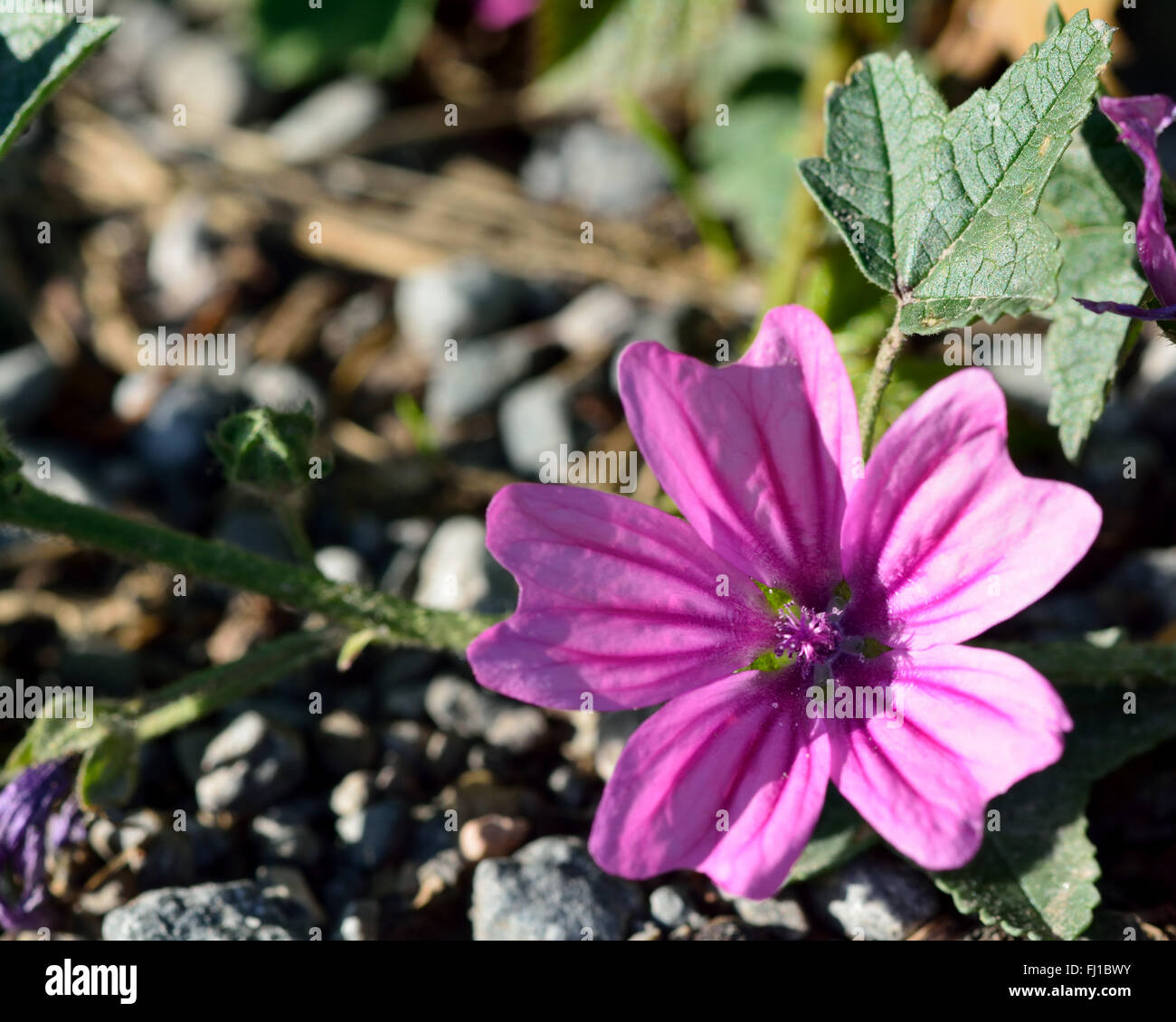 Malve (Malva Sylvestris). Eine rosa Blume einer Pflanze in der Familie Malvaceae Stockfoto