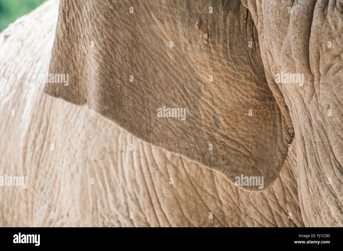 Schließen Sie herauf Bild von einem Elefanten Haut Textur Hintergrund Stockfoto