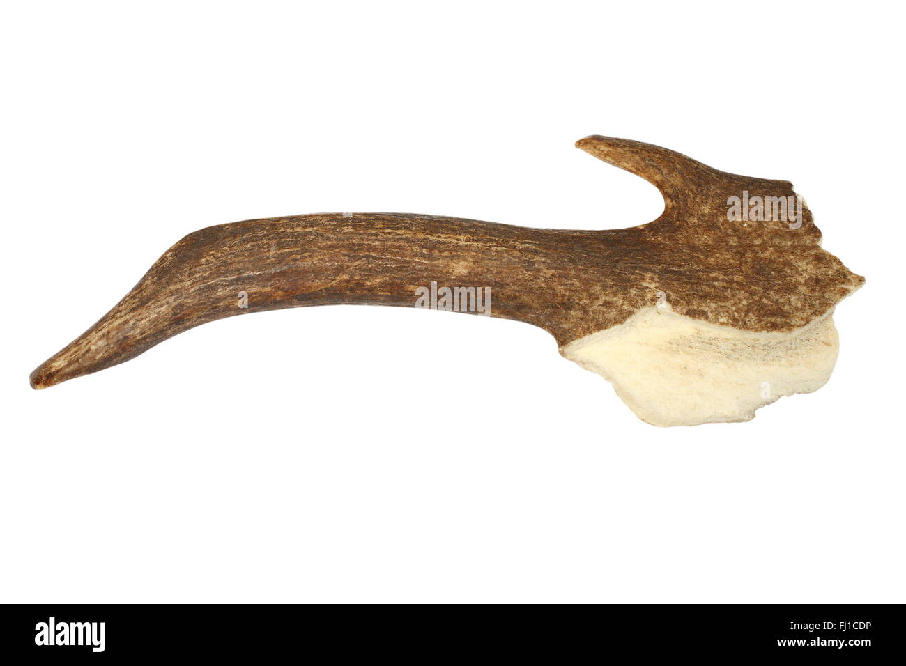 Stück gebrochen Damhirsch Geweih isoliert auf weißem Hintergrund (Dama Dama); Dieses Stück Horn wurde in das Feld nach links. Stockfoto