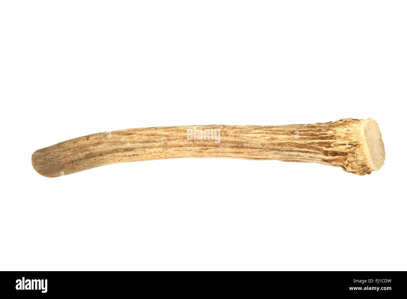 Juvenile Damwild Horn isoliert auf weißem Hintergrund; Dies ist ein Geweih aus einjährigen Bock (Dama Dama) Stockfoto