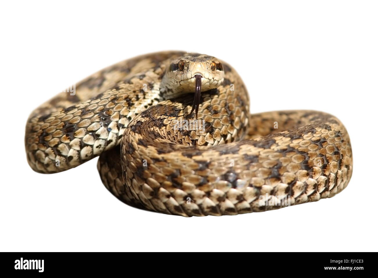 isolierte Schlange bereit, zuzuschlagen, Wiesenotter (Vipera Ursinii Rakosiensis) Stockfoto