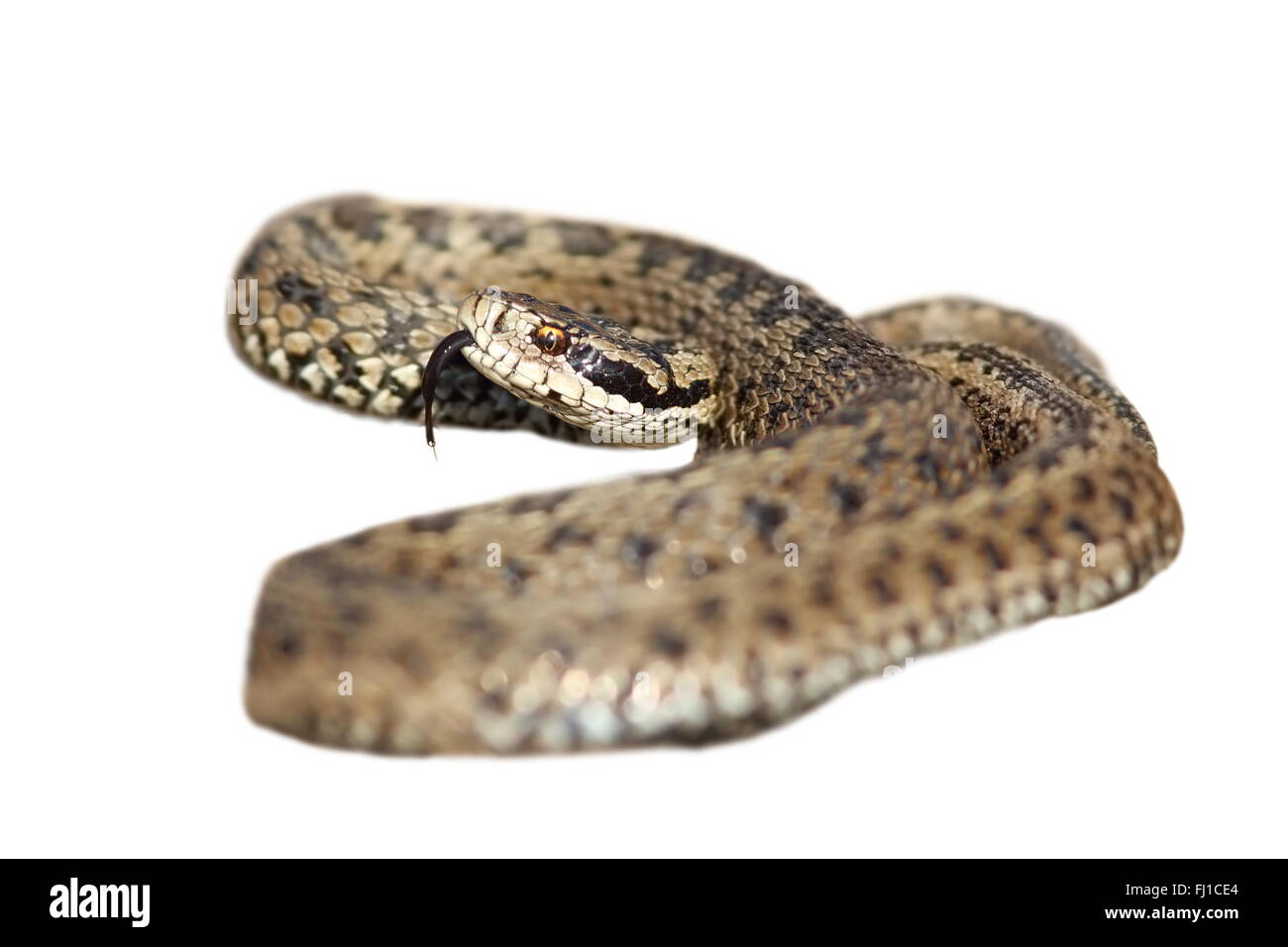 Vipera Ursinii Rakosiensis bereit, isoliert auf weißem Hintergrund; Dies ist ein Mann der ungarischen Wiese Addierer, der meisten en Stockfoto