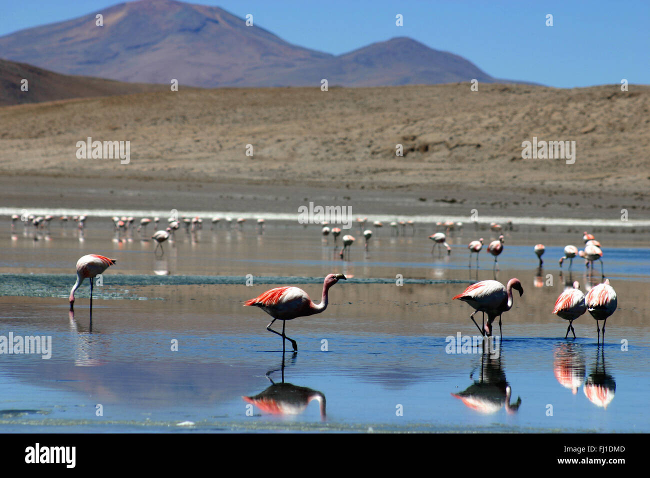 Rosa Flamingos an der Laguna Hedionda/auf See in der Salar de Uyuni/Sud Lipez in Bolivien Stockfoto