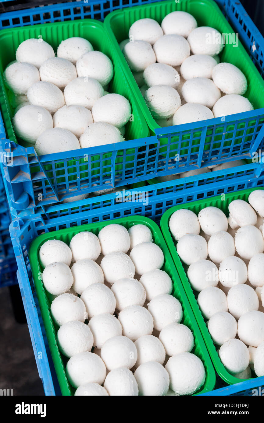 Frische Ernte Champignons in Kunststoff-Boxen und Container auf einem Pilzproduktion. Herstellung von Lebensmitteln Stockfoto