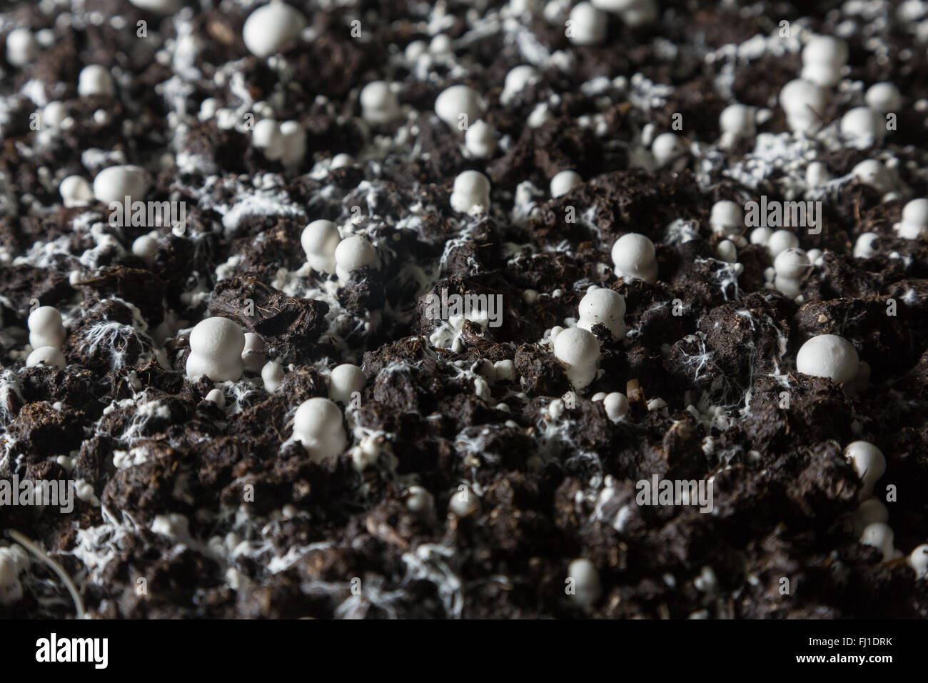 Kleine gerade gewachsenen Champignons in einer Erde auf einen Pilz Produktionsanlage. Stockfoto