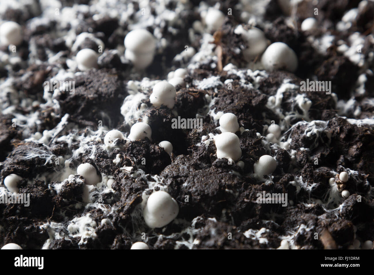 Kleine gerade gewachsenen Champignons in einer Erde auf einen Pilz Produktionsanlage. Stockfoto