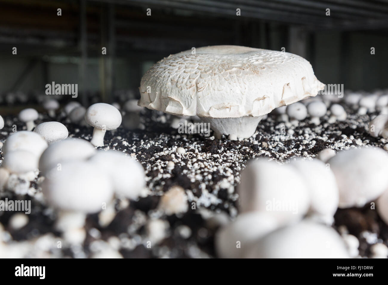 Riesen Champignon wächst auf eine Spezialerde für einen Pilz Produktionswerk. Herstellung von Lebensmitteln Stockfoto