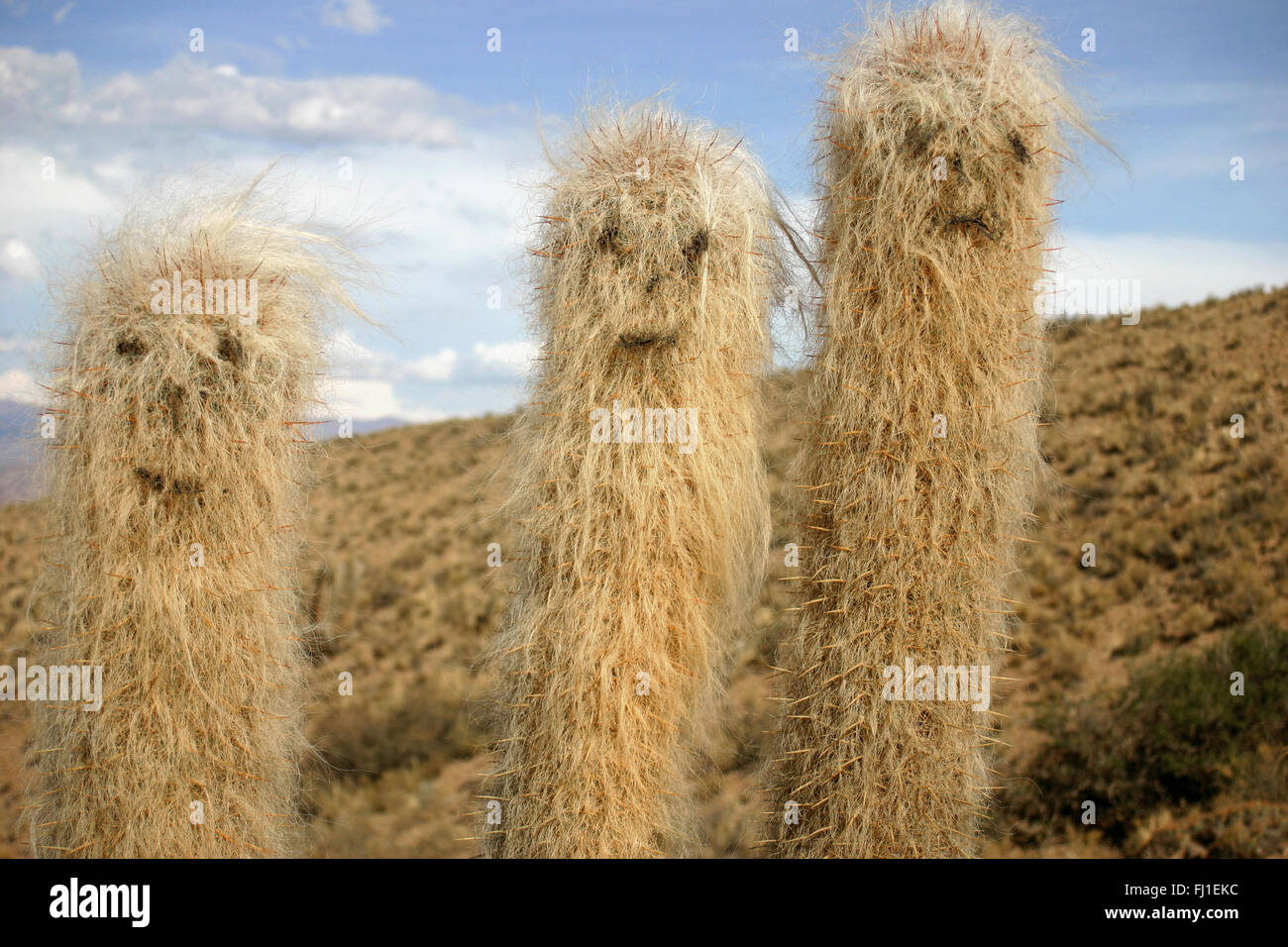 Mit Zeichnungen von menschlichen Gesichtern, Tupiza, Bolivien Cactus Stockfoto