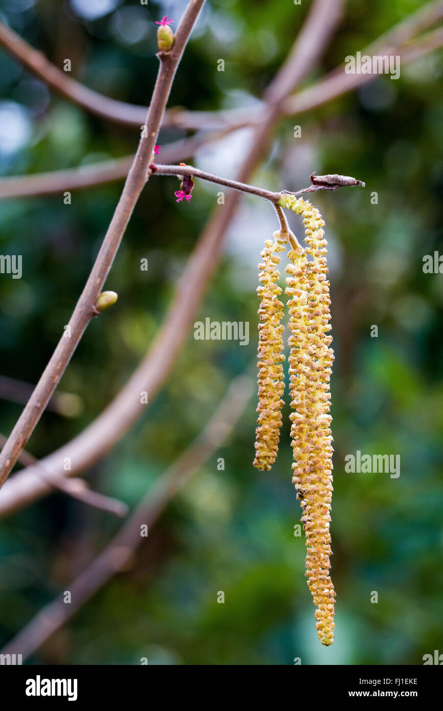 Corylus avellana. Haselnuss. Männliche und weibliche Blumen. Obstbaum. Stockfoto