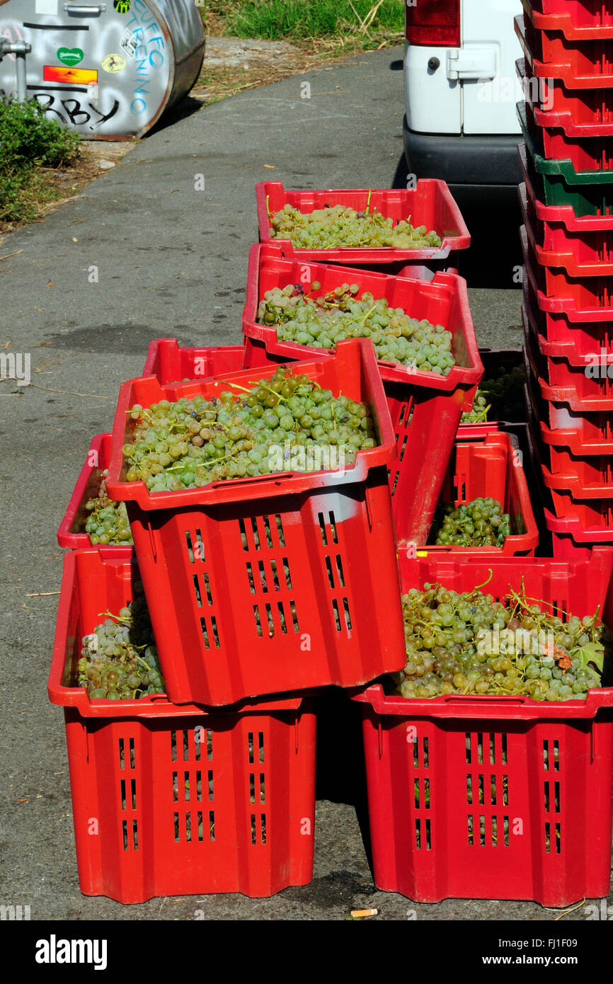 Italienische Trauben in Eimern, die darauf warten, in Sciacchetrà Weinberg, Corniglia, Cinque Terre, Ligurien, Italien, Europa gedrückt werden Stockfoto