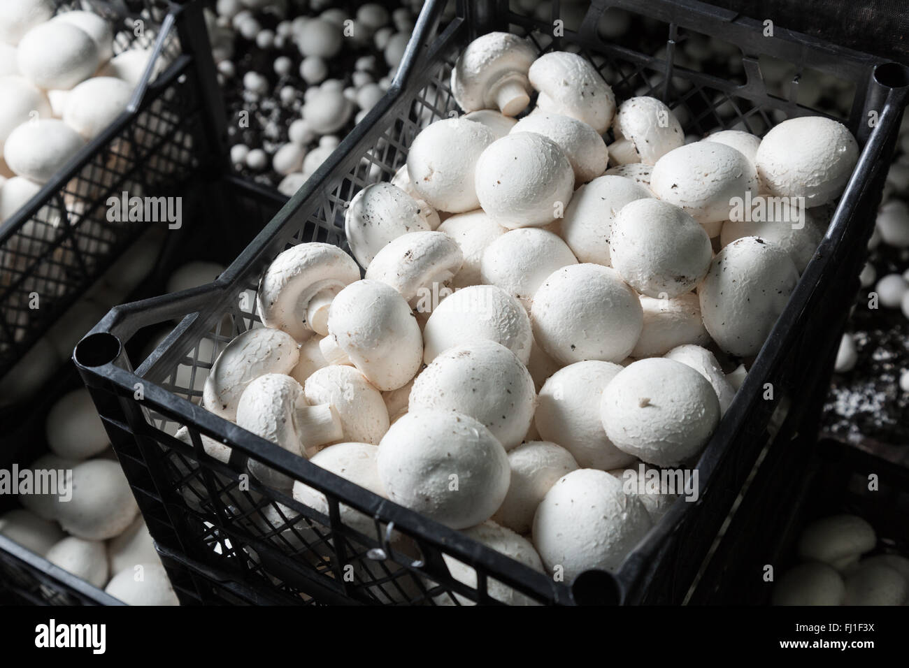 Frische Ernte Champignons in Kunststoff-Boxen und Container auf einem Pilzproduktion. Herstellung von Lebensmitteln Stockfoto