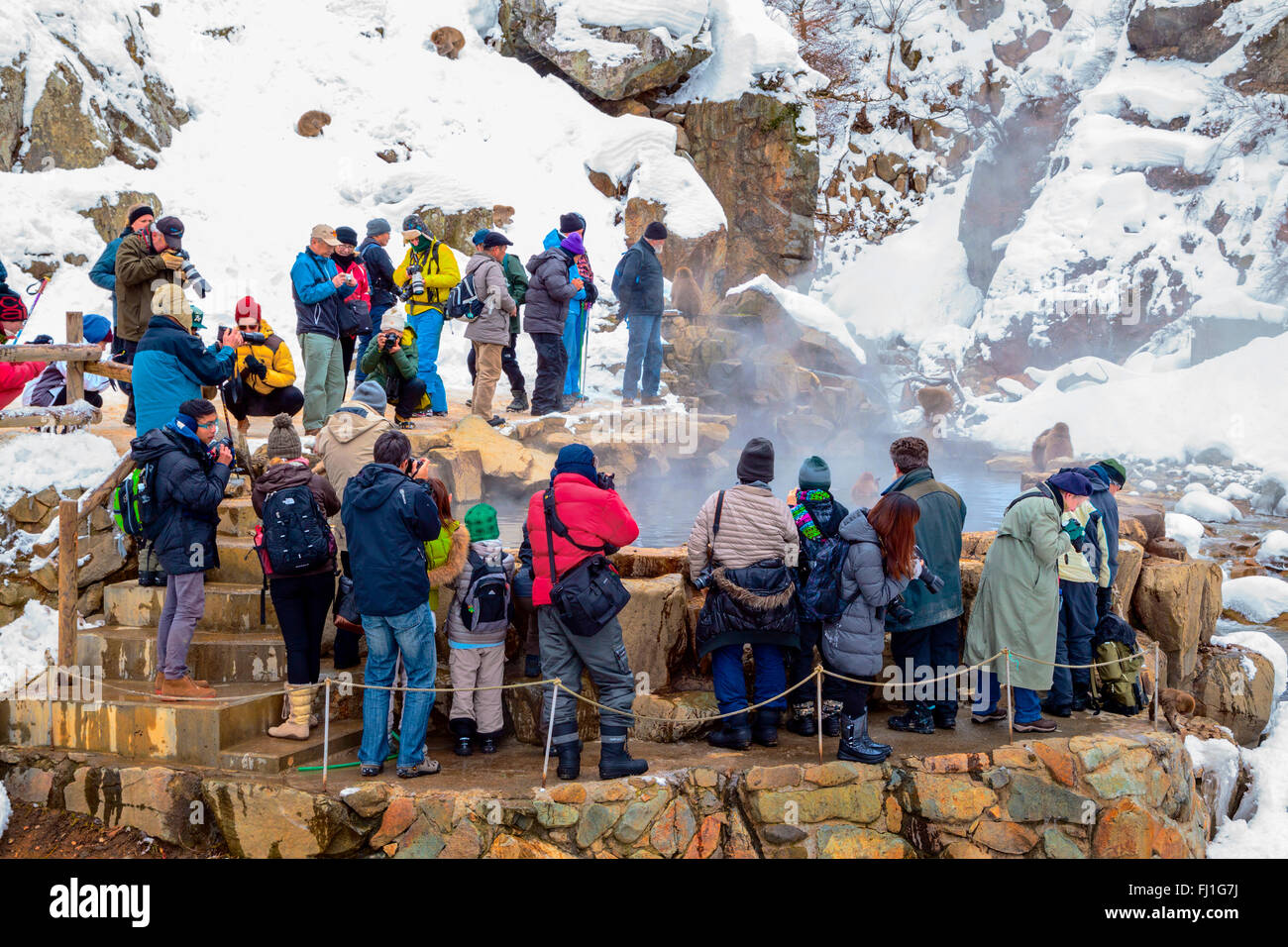 Touristen, die gerade Schneeaffen bei Jigokudani Sprudel, Japan. Stockfoto