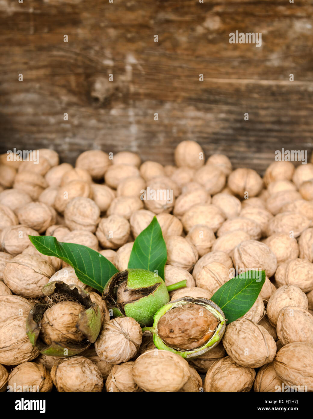 Walnüsse in grünen Schalen mit Blättern und Walnüssen Stockfoto