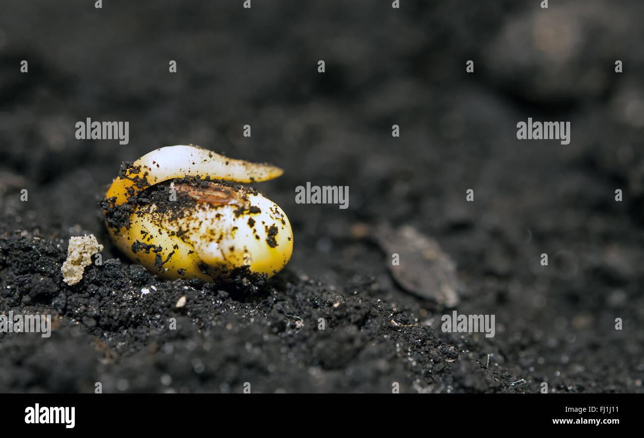 kleine Pflanze von Soja Stockfoto