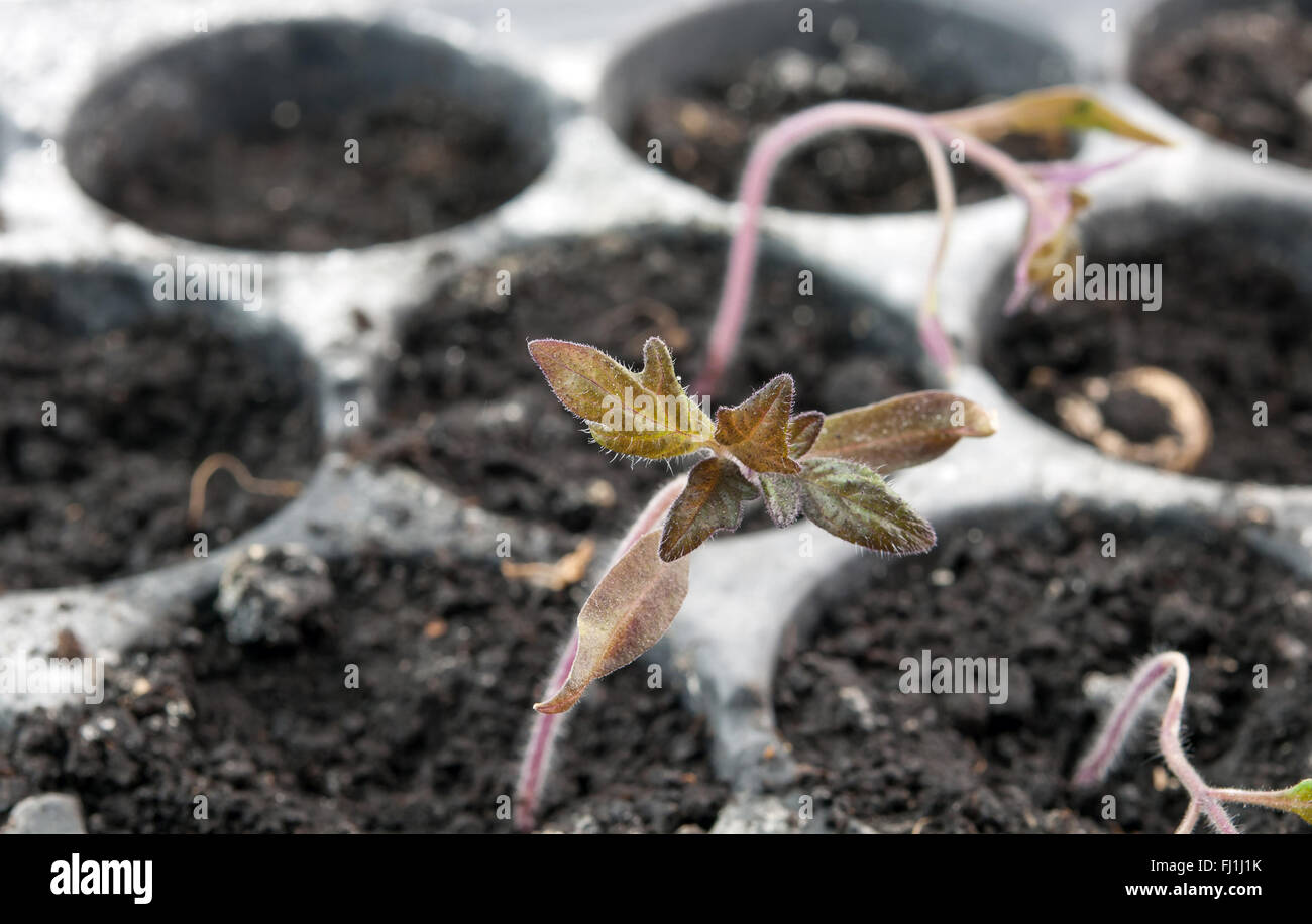 Sämling-Topf Tomaten im Gewächshaus Stockfoto