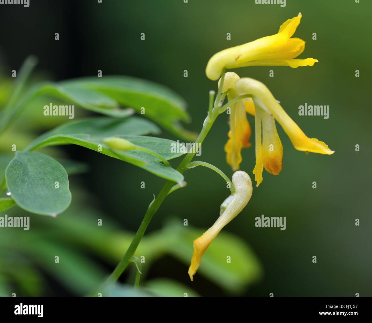 Gelbe Corydalis (Corydalis Lutea). Gelbe Blumen-Werks in der Mohn-Familie (Schlafmittel), auch bekannt als Rock fumewort Stockfoto