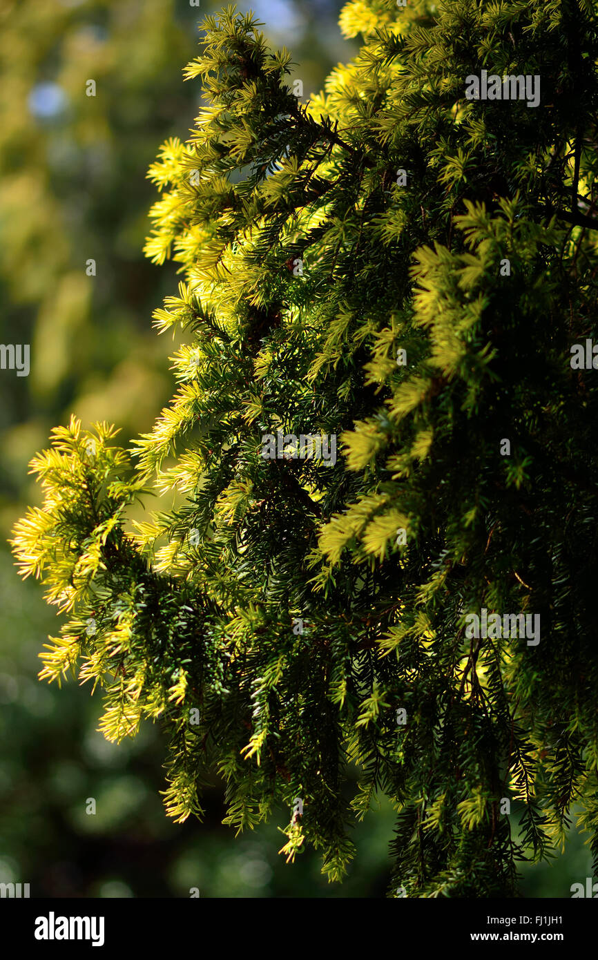 Eibe (Taxus Baccata) mit neuem Wachstum. Neues Wachstum ist offensichtlich  auf einem Nadelwald Baum in der Familie Bachufer, zeigt als gelb  Stockfotografie - Alamy
