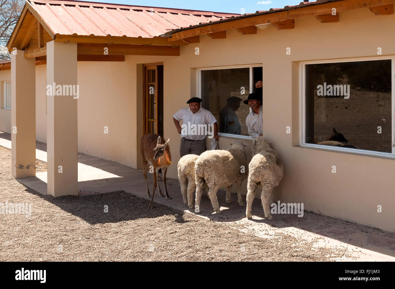 Gaucho, argentinischen Cowboy, mit der ihre Tiere auf dem Bauernhof in der Nähe von Puerto Madryn Stockfoto