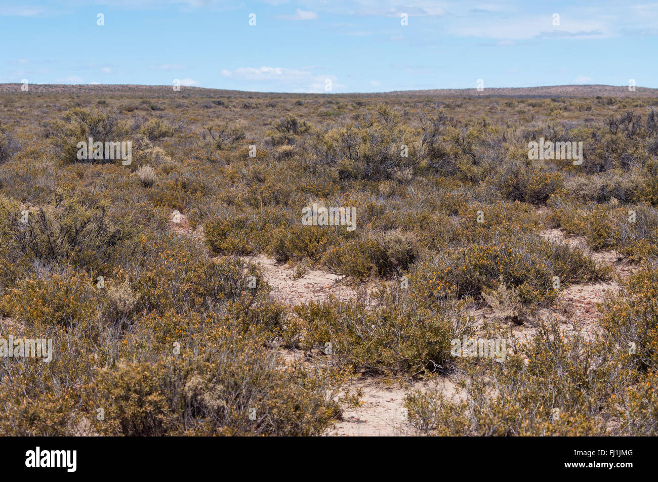 Landschaft in der Pampa auf Augenhöhe in Argentinien Stockfoto
