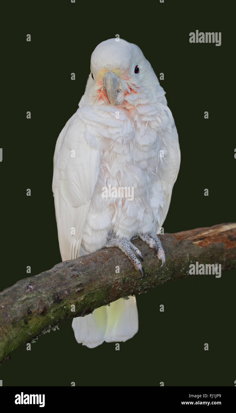 Goffins Stockfotos Und Bilder Kaufen Alamy