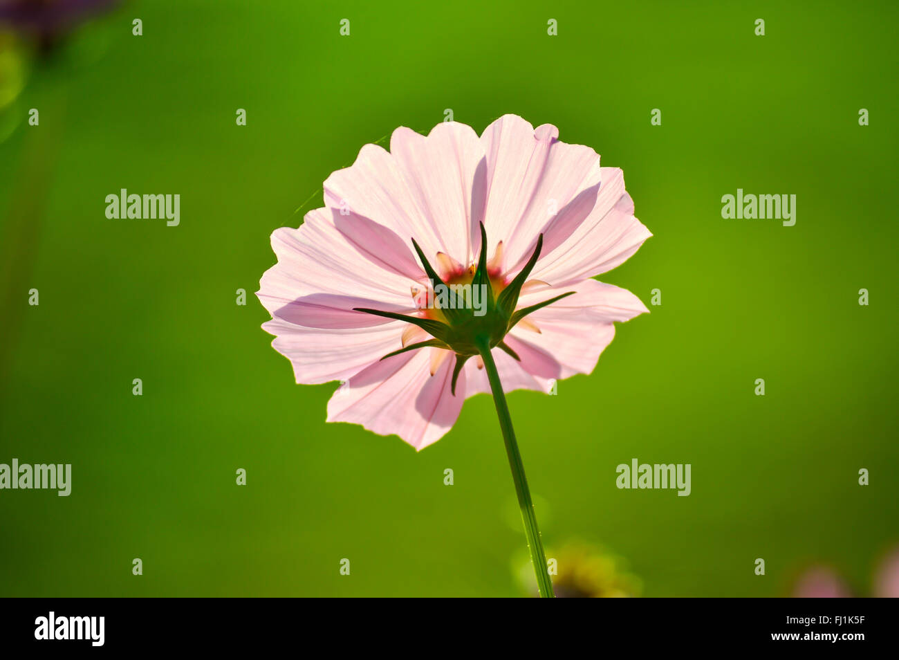 Rosa Blumen Stockfoto