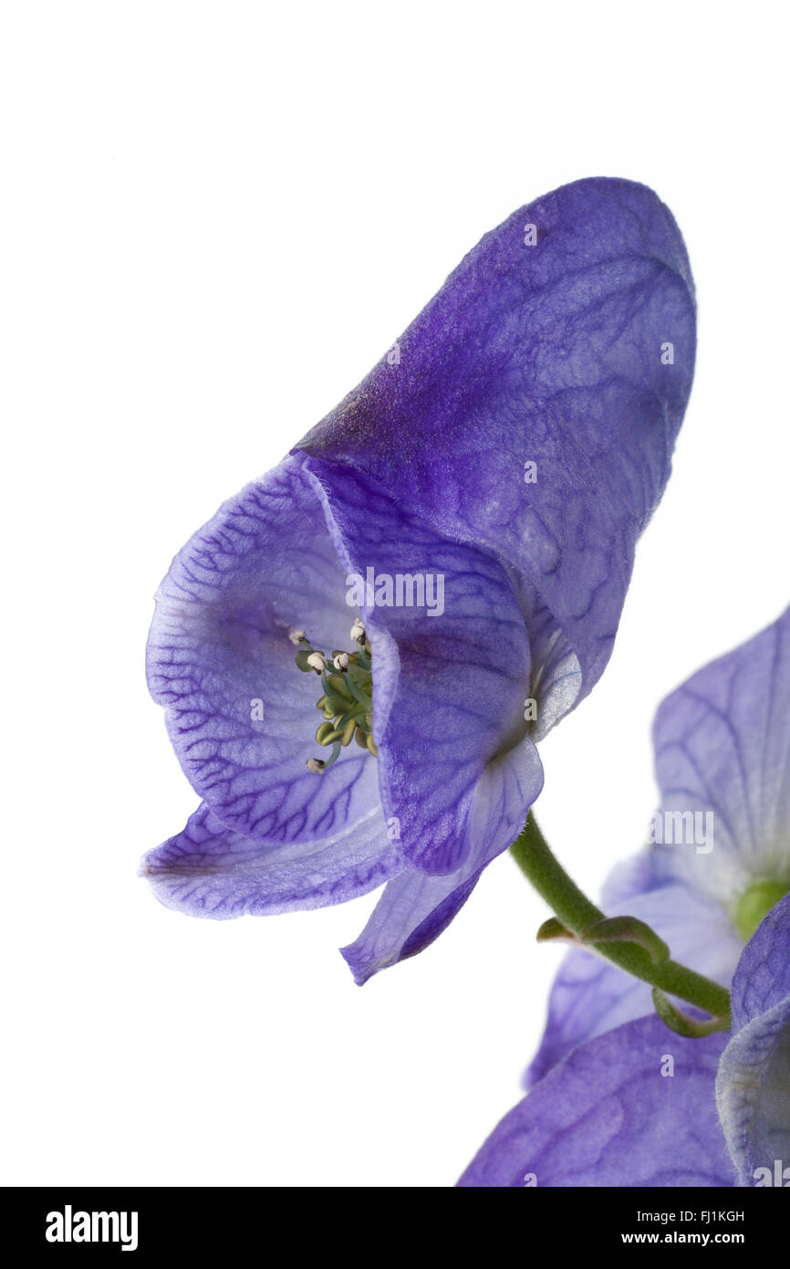 Frische Blaue Eisenhut Einzelblüte auf weißem Hintergrund Stockfoto