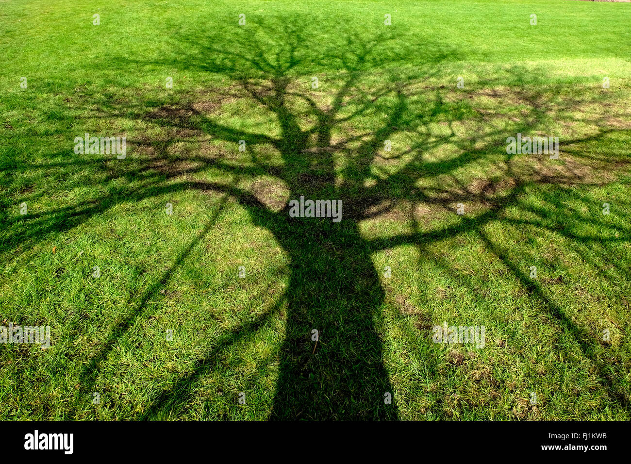 Schatten eines Baumes auf dem Rasen Stockfoto