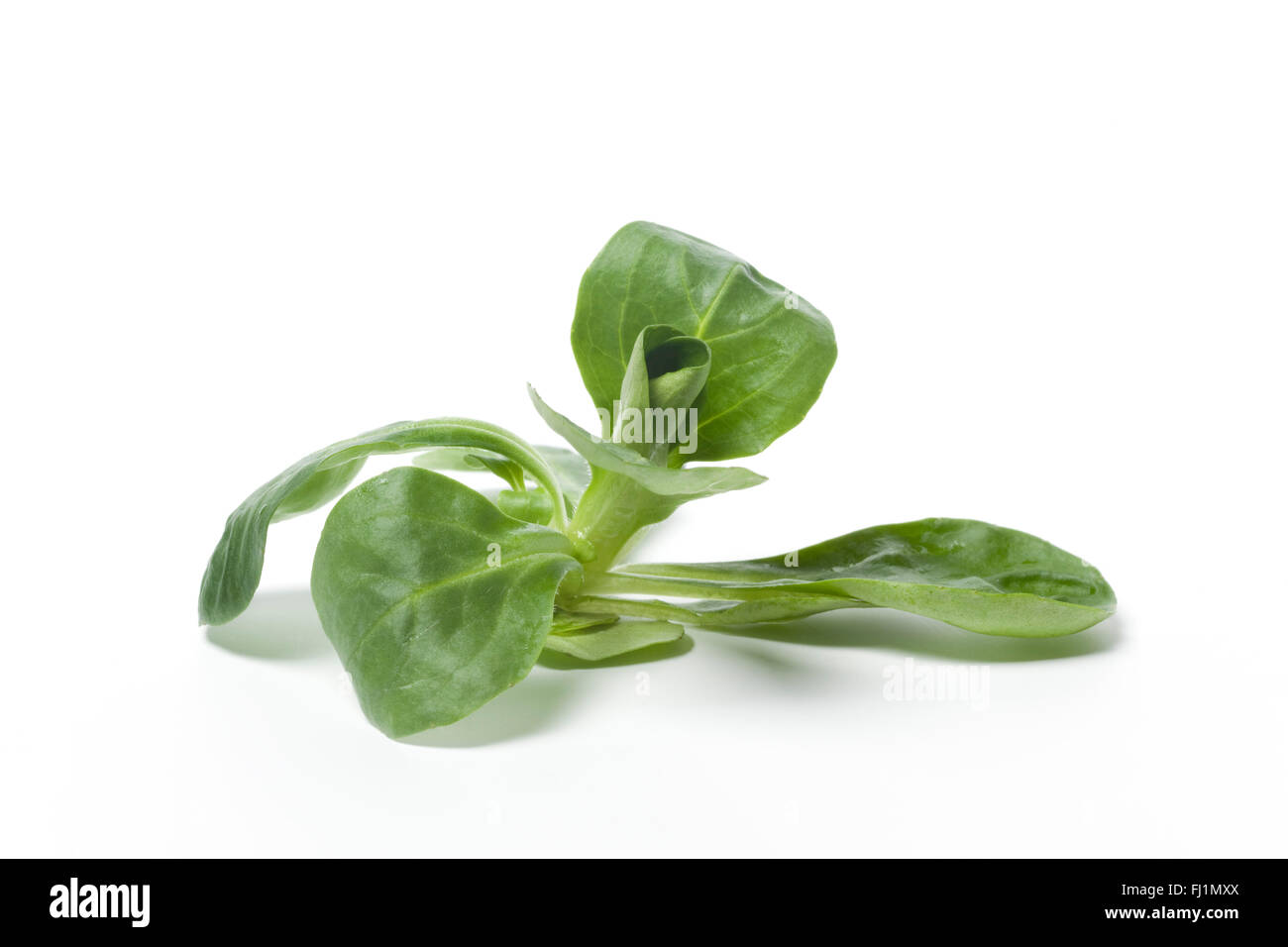 Ein Stück frischen grünen Mais Salat Stockfoto
