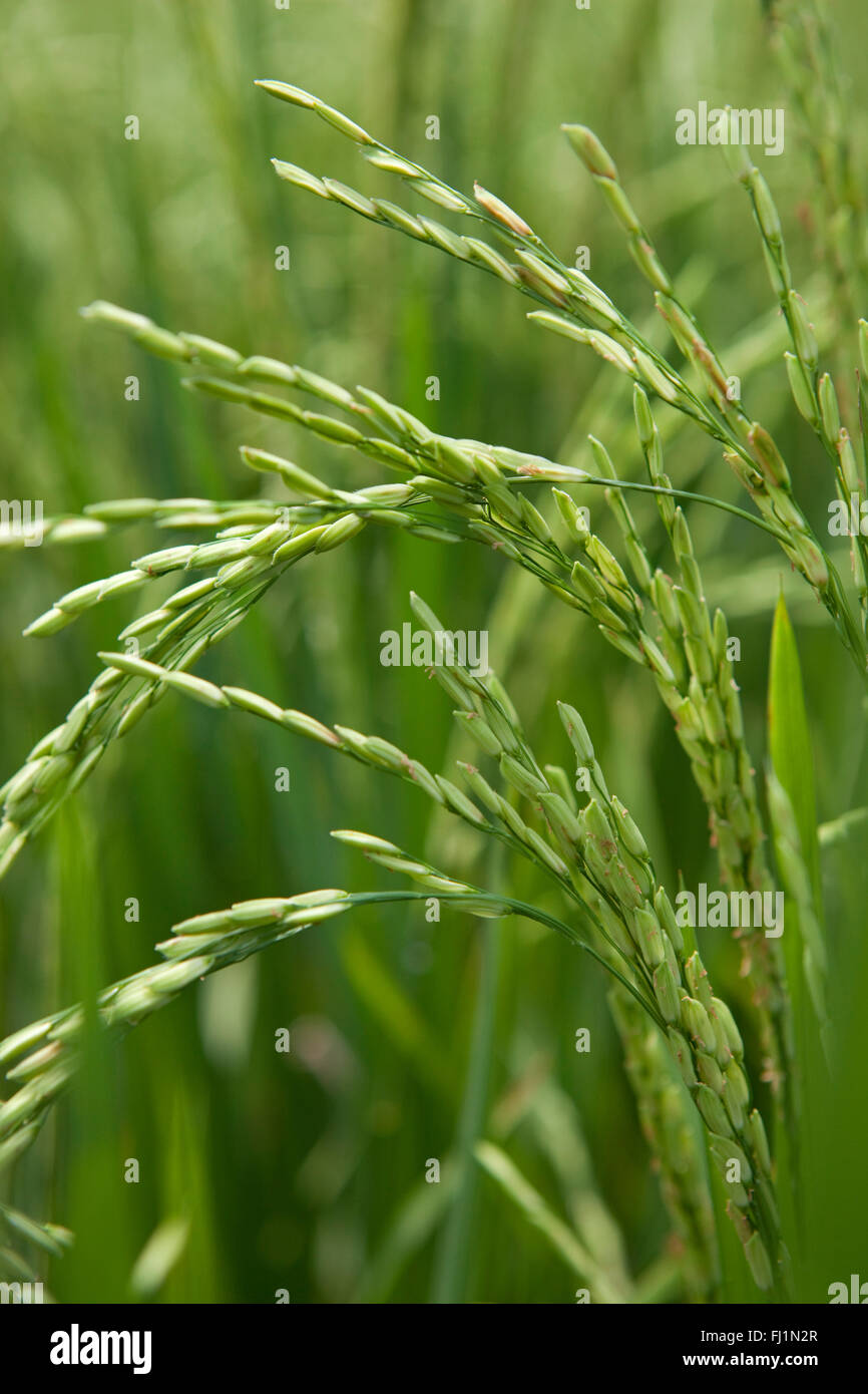 Reiskörner, die Reifung auf Stiel reif für die Ernte in einem Reisfeld in Bali Indonesien Stockfoto