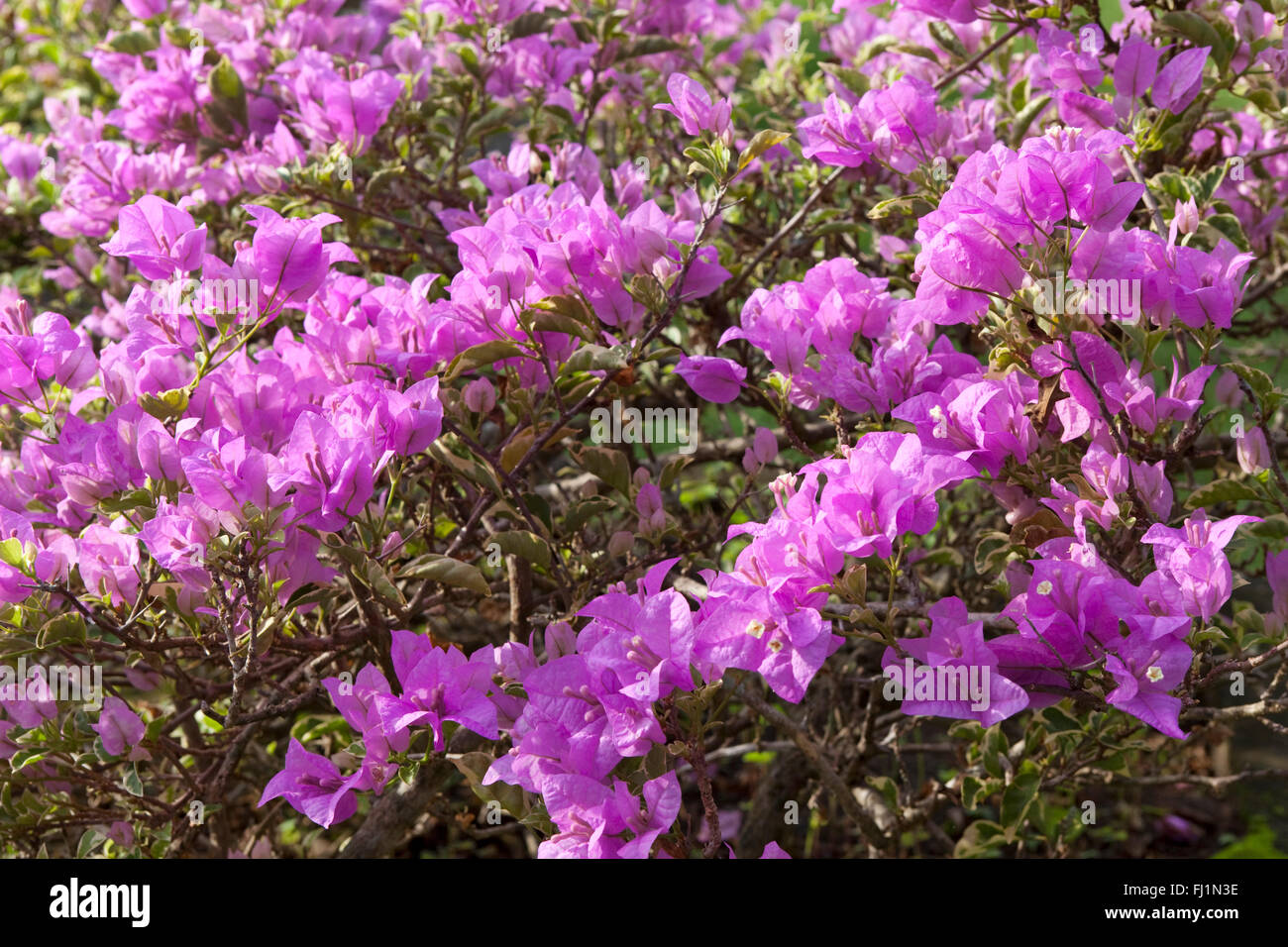 Lila Blüten der Bougainvillea Stockfoto