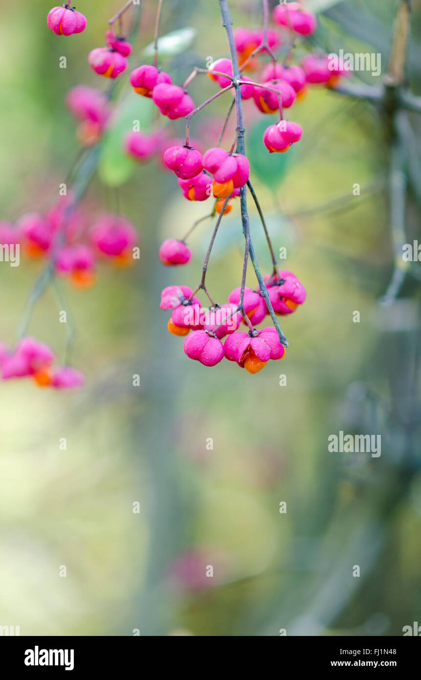 Europäische Spindel Baum mit Magenta lila Frucht, Euonymus europaeus Stockfoto