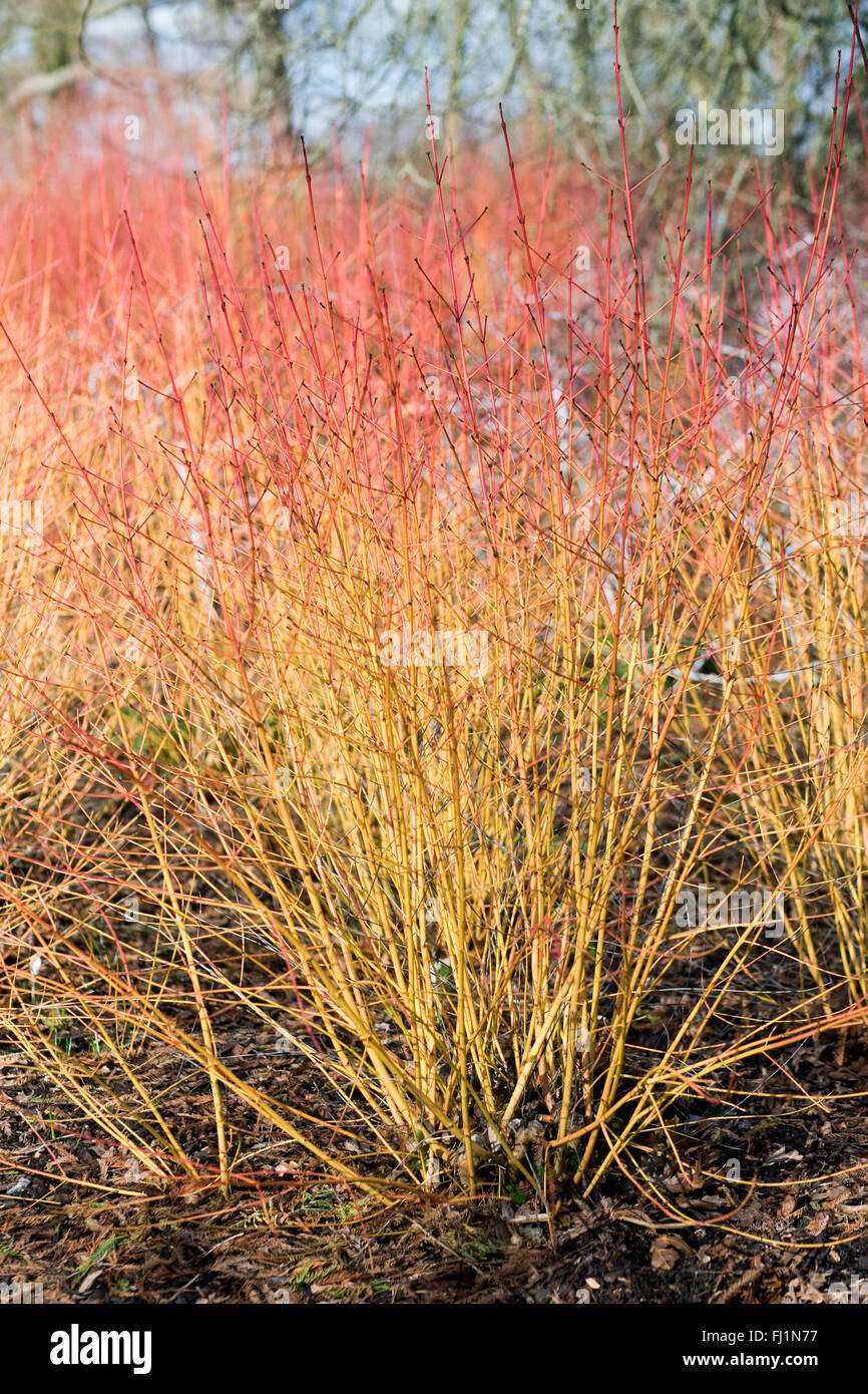 Winter-Stämme des sanguineaund Cornus 'Midwinter Fire'. Stockfoto