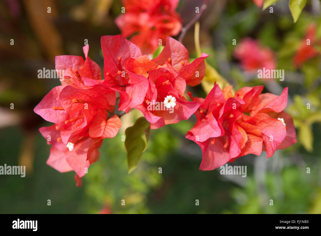 Rote Bougainville Blumen hautnah Stockfoto