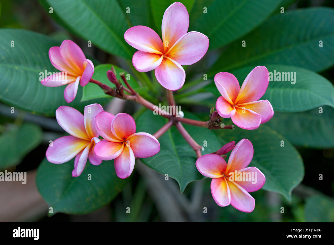 Rosa Frangipani hautnah Stockfoto