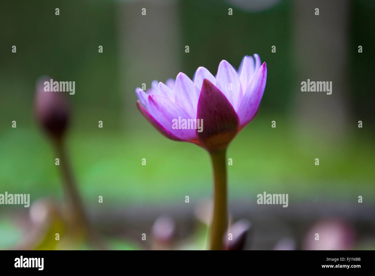 Blaue Seerose, Nymphaea, in Bali, Indonesien Stockfoto